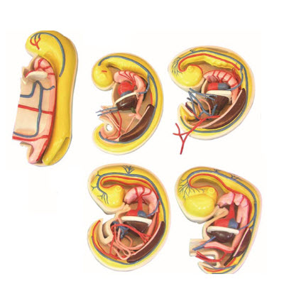 消化、呼吸、泌尿生殖、體腔的發(fā)生解剖示教模型 YJ/ZZ2017
