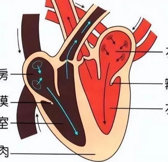 s3ctf129愛德華經(jīng)導(dǎo)管主動(dòng)脈瓣膜系統(tǒng)